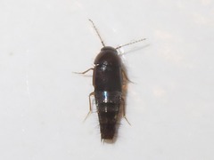 Habrocerus capillaricornis