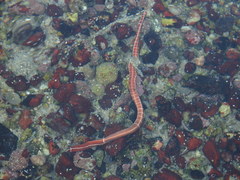 Tubulanus
