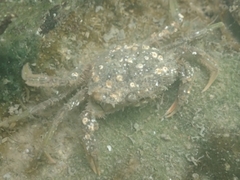 Carcinus aestuarii