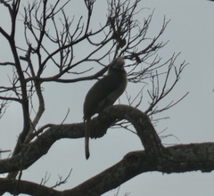 Penelopides manillae