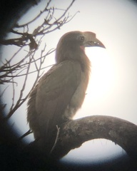 Penelopides manillae