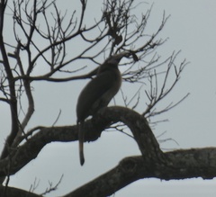 Penelopides manillae