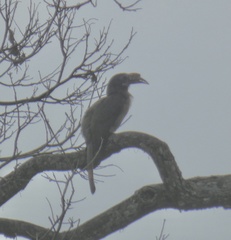 Penelopides manillae