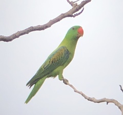 Tanygnathus lucionensis