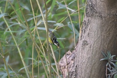 Periparus venustulus