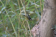 Periparus venustulus