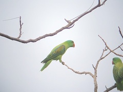 Tanygnathus lucionensis
