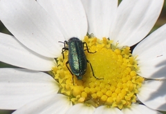 Psilothrix viridicoerulea