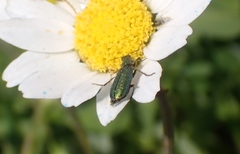 Psilothrix viridicoerulea