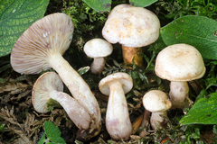 Lactarius aspideus