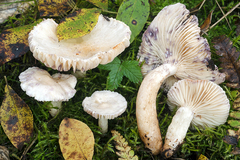 Lactarius aspideus