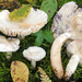 Willow Milkcap - Photo (c) Federico Calledda, some rights reserved (CC BY-NC), uploaded by Federico Calledda