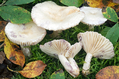 Lactarius aspideus