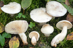 Lactarius aspideus