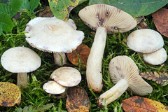 Lactarius aspideus