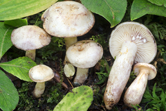 Lactarius aspideus