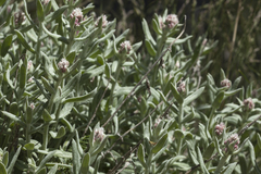 Anaphalis racemifera