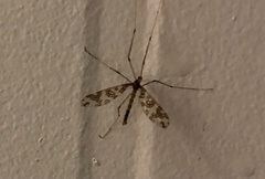 Mischoderus annuliferus
