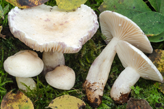 Lactarius aspideus