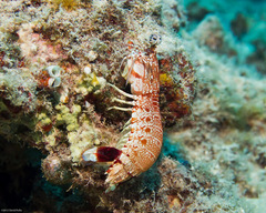 Odontodactylus brevirostris