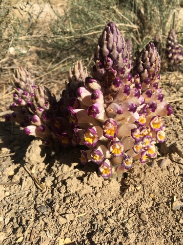 Cistanche violacea image