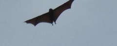 Pteropus vampyrus