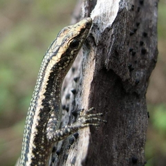 Cryptoblepharus novaeguineae