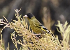Chloris ambigua