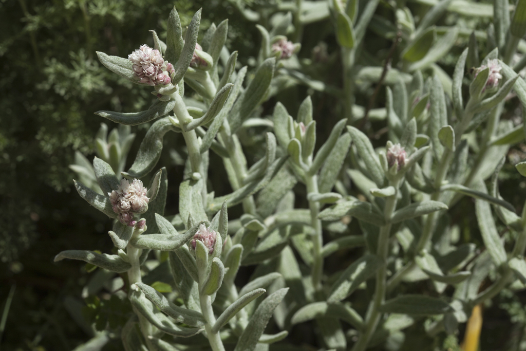 Anaphalis racemifera