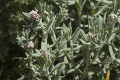 Anaphalis racemifera