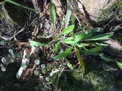 Plantago raoulii