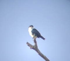 Microhierax erythrogenys