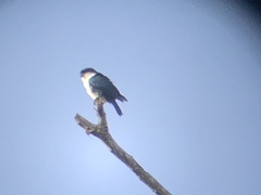 Microhierax erythrogenys