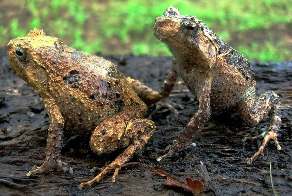 New Guinea Bush Frog