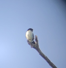 Microhierax erythrogenys