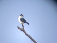 Microhierax erythrogenys