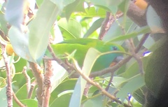 Bolbopsittacus lunulatus