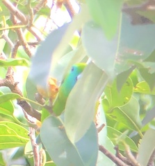 Bolbopsittacus lunulatus