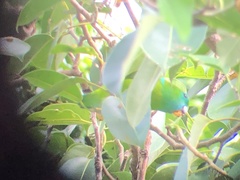 Bolbopsittacus lunulatus