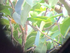 Bolbopsittacus lunulatus