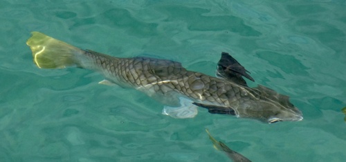 Squaretail Mullet (Ellochelon vaigiensis)