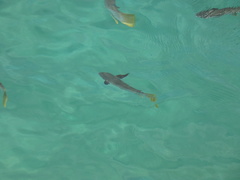 Ellochelon vaigiensis