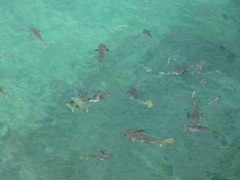 Ellochelon vaigiensis