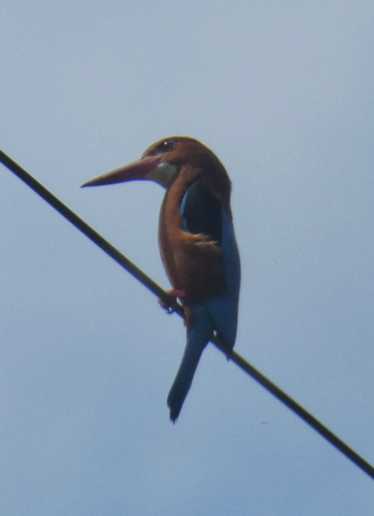 Brown-breasted Kingfisher