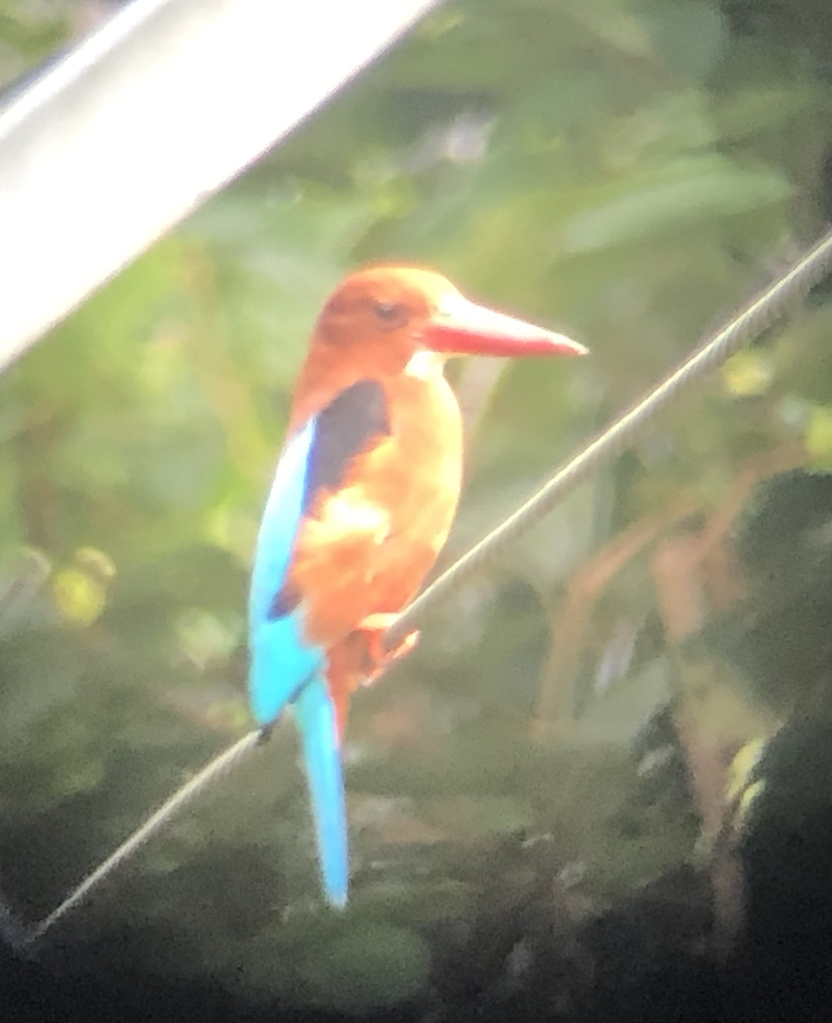 Brown-breasted Kingfisher