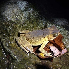 Ingerophrynus celebensis