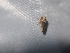 Idioscopus nitidulus