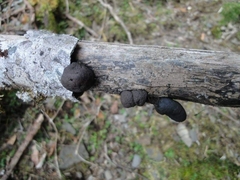Xylaria allantoidea