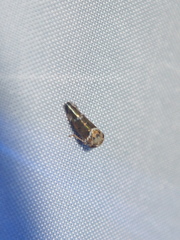 Idioscopus nitidulus