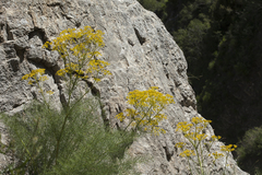 Prangos tschimganica